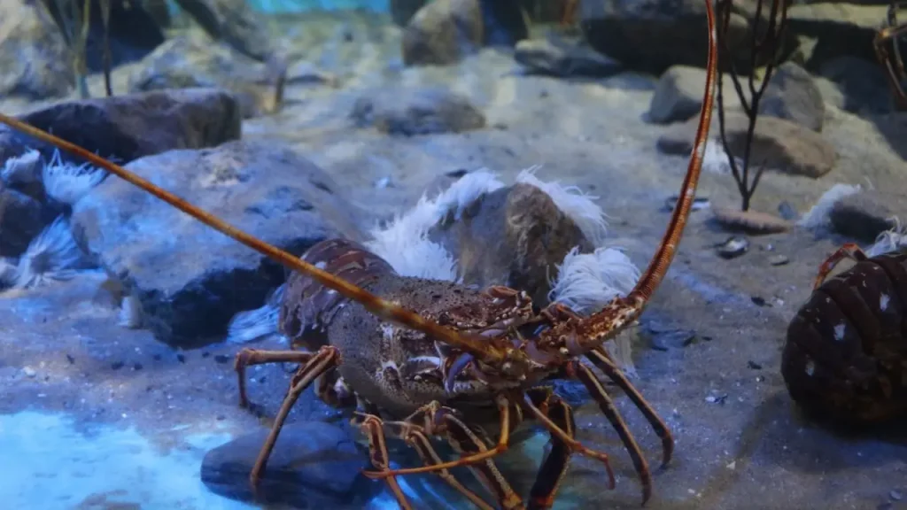 Sea Animal Lobster