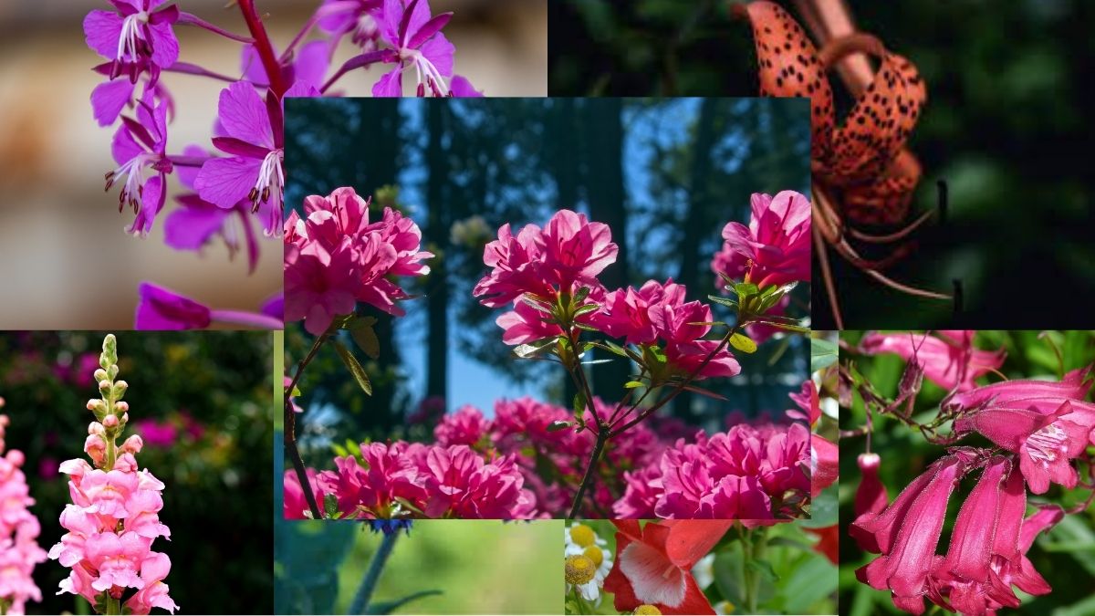 15 best flowers that attract hummingbirds