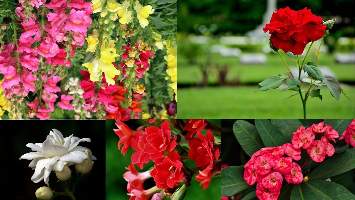 Top 10 Flowers That Bloom All Year