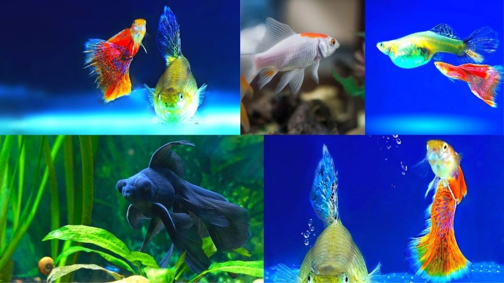 Aquarium Fish 