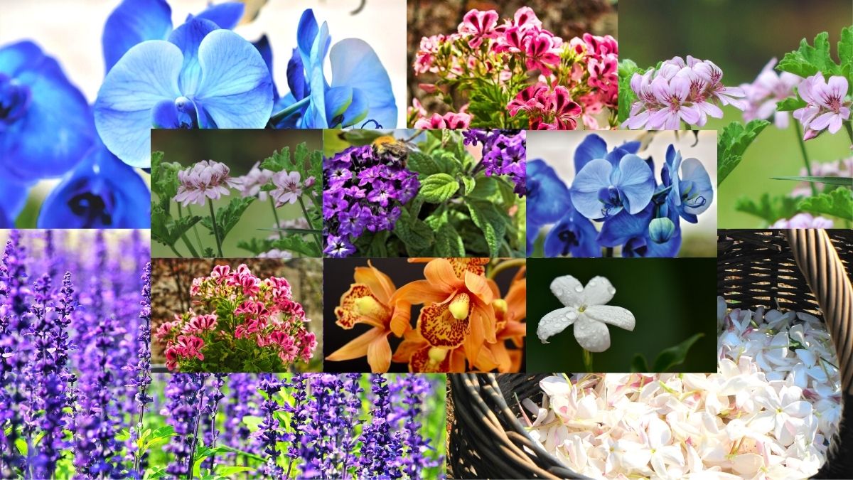 most fragrant indoor plants