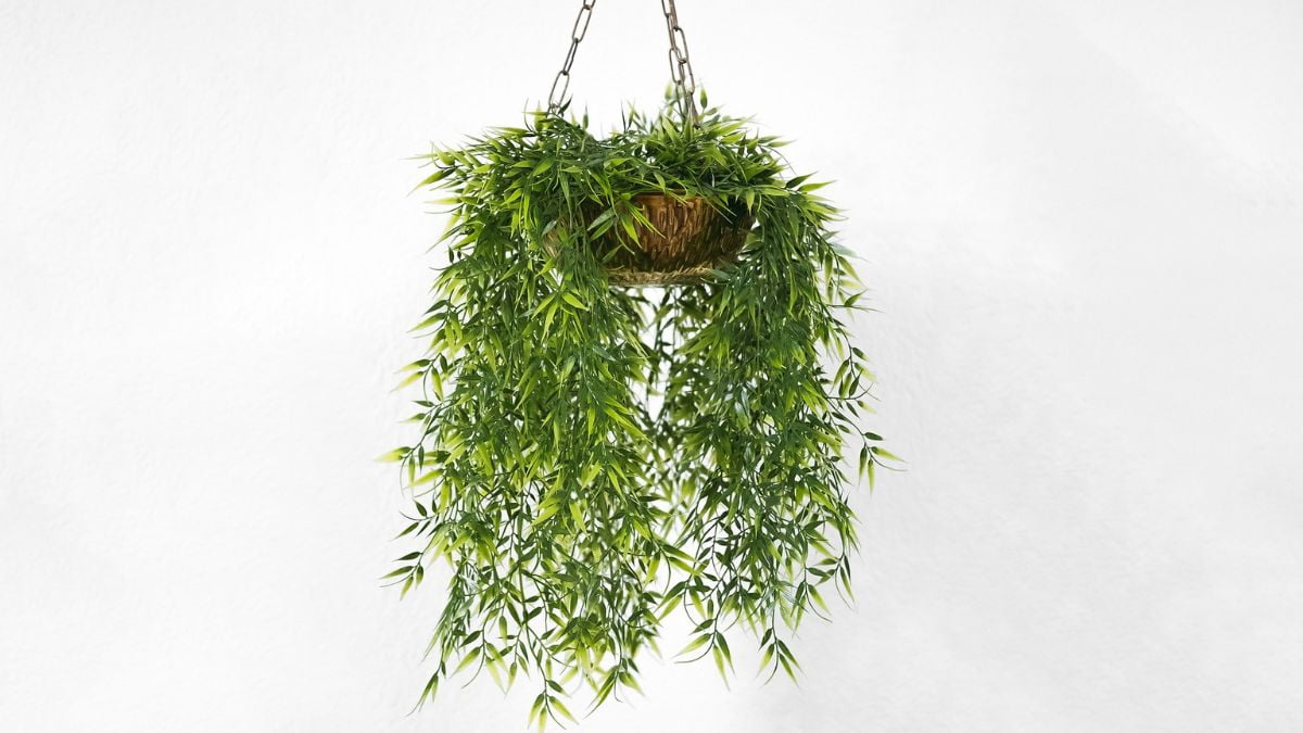 Indoor Hanging Plants