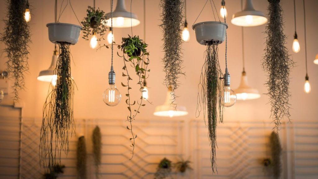 10 Best Indoor Hanging Plants for Low Light Environments