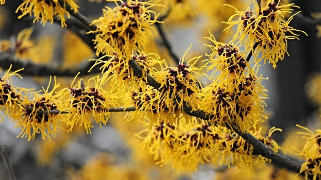 The 10 best winter flowers that bloom in wintertime