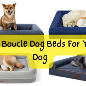 boucle dog beds