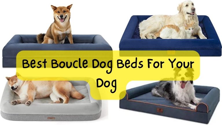 Best Boucle Dog Beds For Your Dog [2023] - Animesonnet