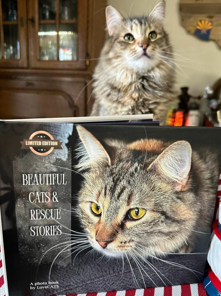 Worldwide Cat Photobook